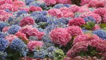 Evo što napraviti da se hortenzije rascvjetaju u najljepšim nijansama ikad