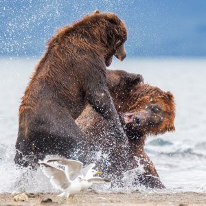 Medvjedica protiv medvjeda