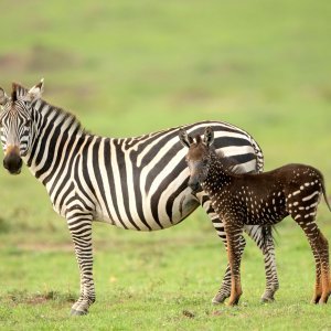Pjegava zebra