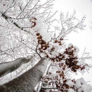 Snijeg u Gorskom kotaru