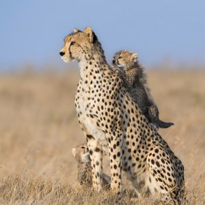Obitelj geparda u Serengetiju