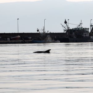 Rijeka: Dupin u luci proveo čitavo subotnje poslijepodne