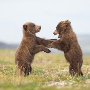 Medvjedići u Nacionalnom parku Katmai u Aljasci