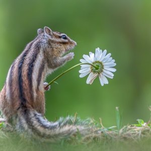 Vjeverica i cvijet
