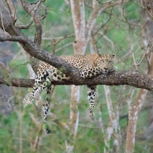 Lijeni leopard