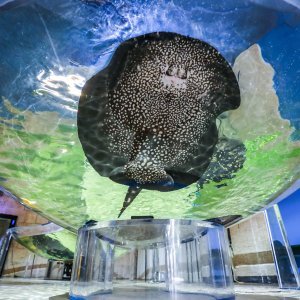 Obnovljeni pulski Aquarium