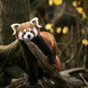 Zoološki vrt proslavio Dan crvenih pandi