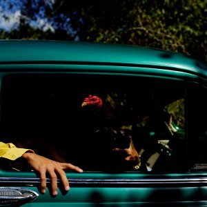 Pijetao za borbe u starinskom automobilu na Kubi