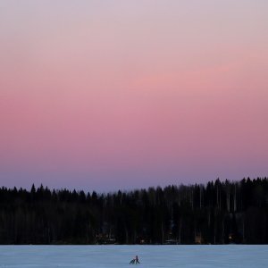 Žena gura kolica preko zaleđenog jezera u Finskoj