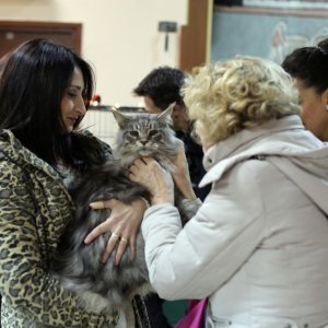 U zgradi Transadrije održana Međunarodna izložba mačaka