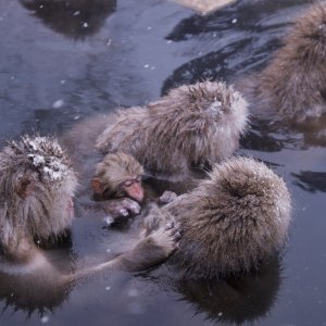 Makaki uživaju u japanskim toplicama