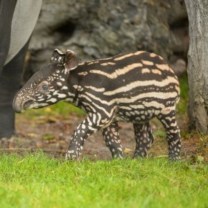 Mali malezijski tapir
