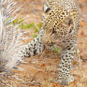 Leopard vreba dikobraza