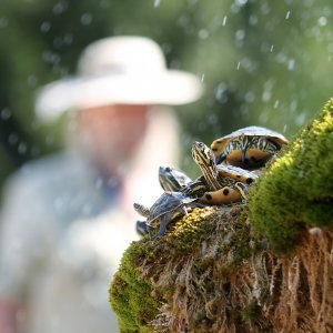 Kornjače se osvježuju u fontani i privlače znatiželjne turiste