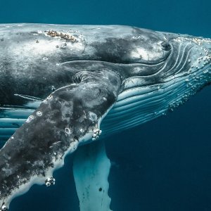 Grbavi kitovi