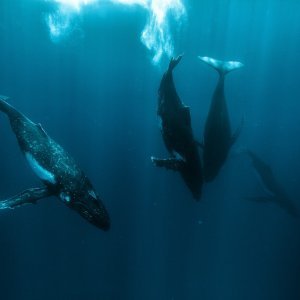 Grbavi kitovi