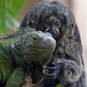 Iguana i marmoset