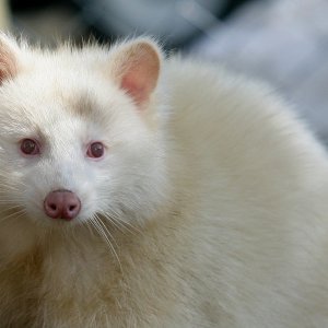 Albino životinje