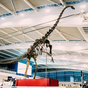 Dinosaur Skinny u zračnoj luci Heathrow