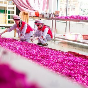 Berba ruža u Kini