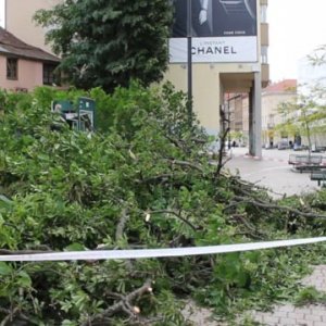 Tijekom noći zbog jakog vjetra palo stablo na ulaz u javni WC u Cesarčevoj