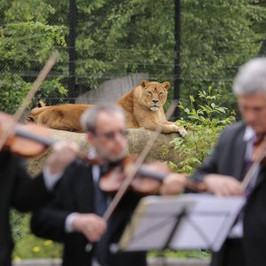Zagrebački solisti u Zoološkom vrtu