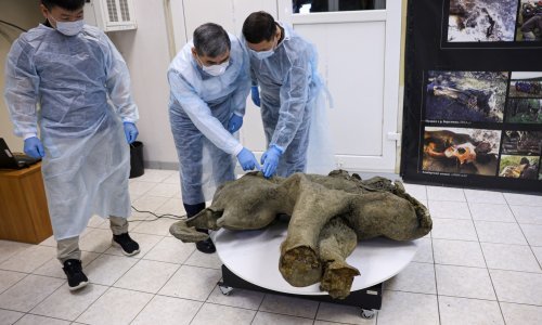 Topi se permafrost: Ruski znanstvenici pronašli gotovo netaknute ostatke mamuta