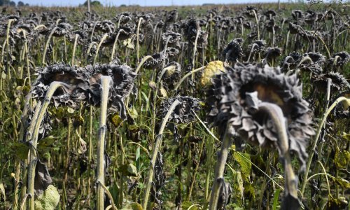 Poljoprivrednicima pogođenima sušom izvanredne potpore; maksimalni iznos do 42.000 eura