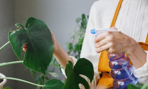Čisti listovi, sretnije biljke: Najbolji način za čišćenje listova, prema stručnim savjetima