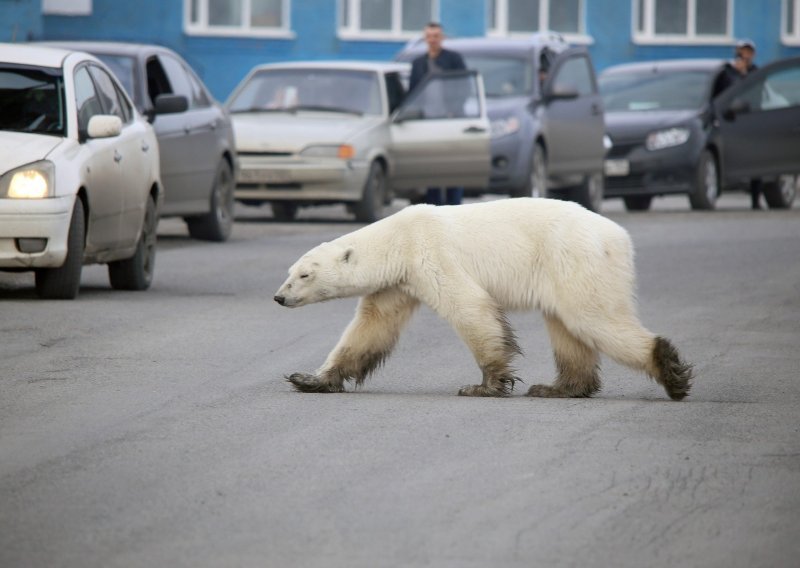 [FOTO] Polarna medvjedica iznenadila stanovnike najsjevernijeg grada na svijetu