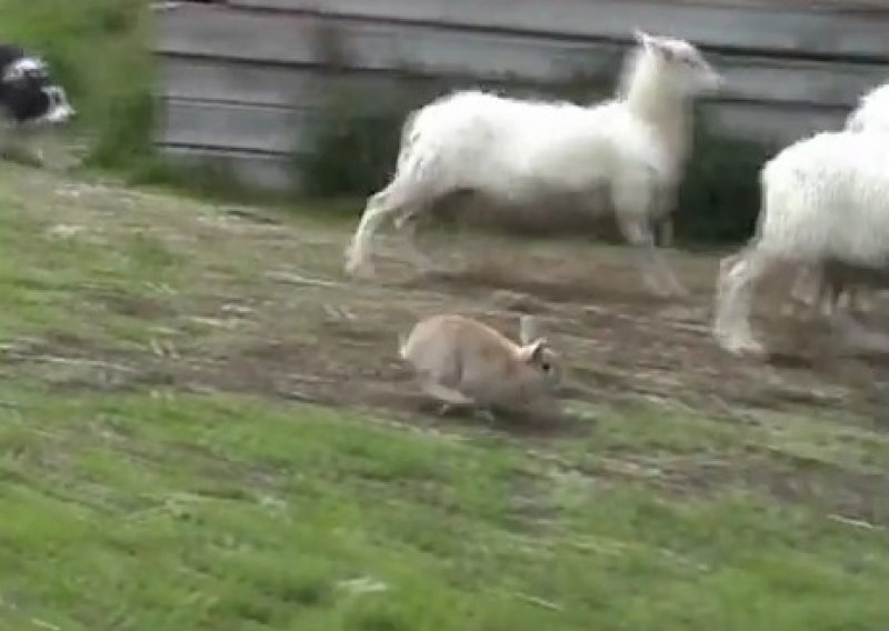 Upoznajte Champisa – zeca koji čuva ovce