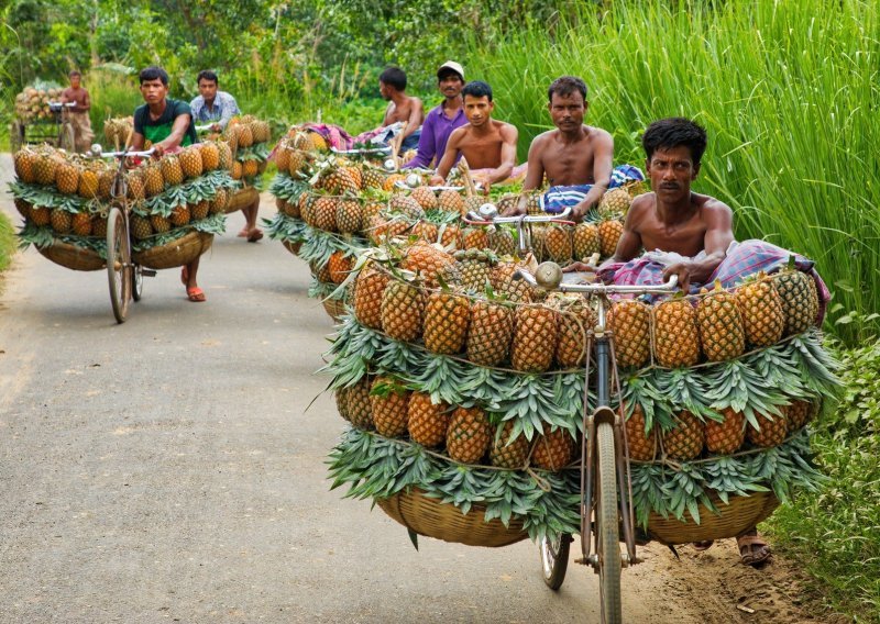 Koliko je previše ananasa na jednom biciklu? Očito ne 120!