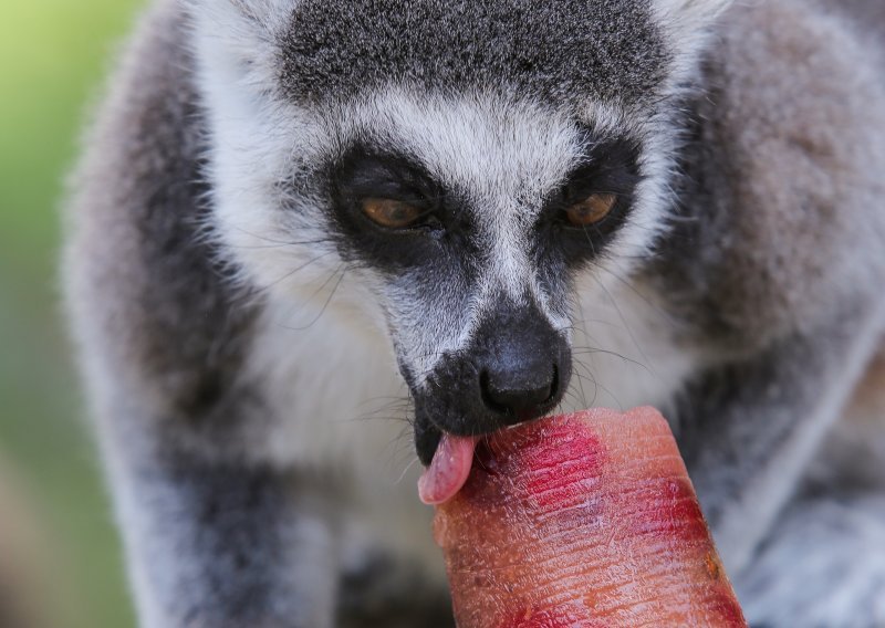 Nije im loše: Pogledajte kako se hlade životinje u Zoološkom vrtu u Zagrebu