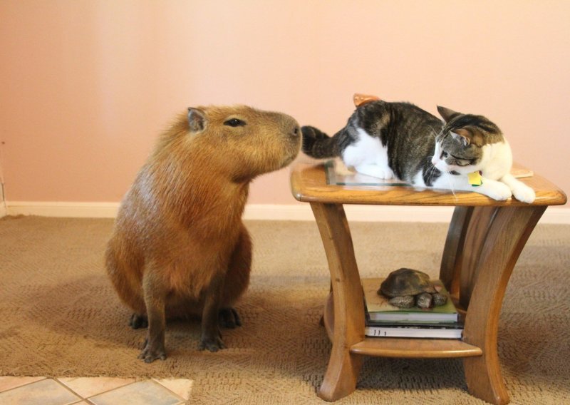Prekrasna kapibara živi kao kućni ljubimac u Teksasu