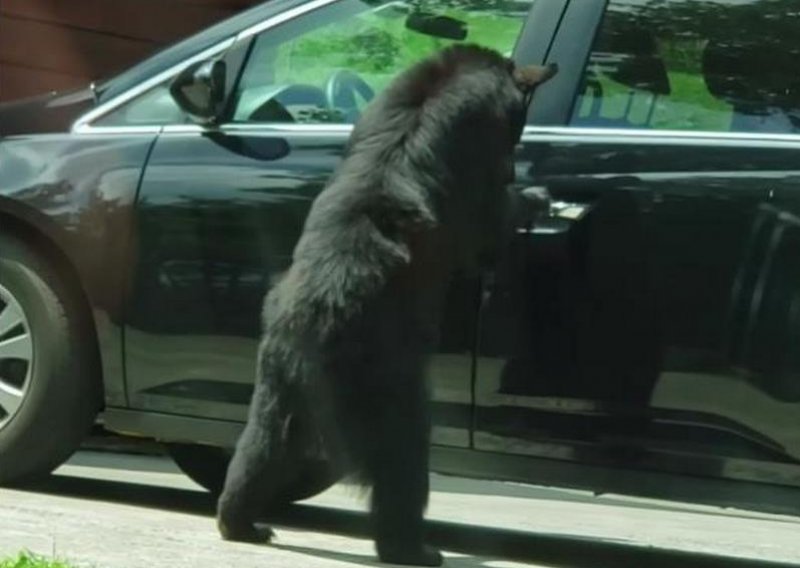 Što učiniti kad vas goni medvjed? Bježanje u automobil očito nije rješenje!