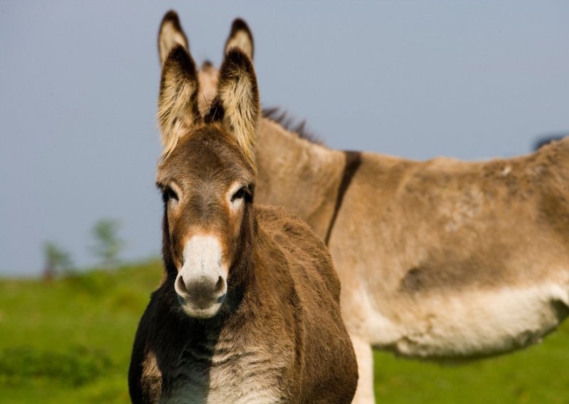 Posjetitelji Dugog otoka kući mogu ponijeti – 'sretno magareće govno'!