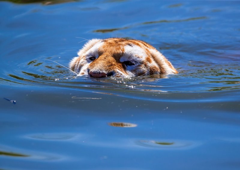 Razigrani tigrovi osvježenje od vrućina potražili u hladnoj vodi parka
