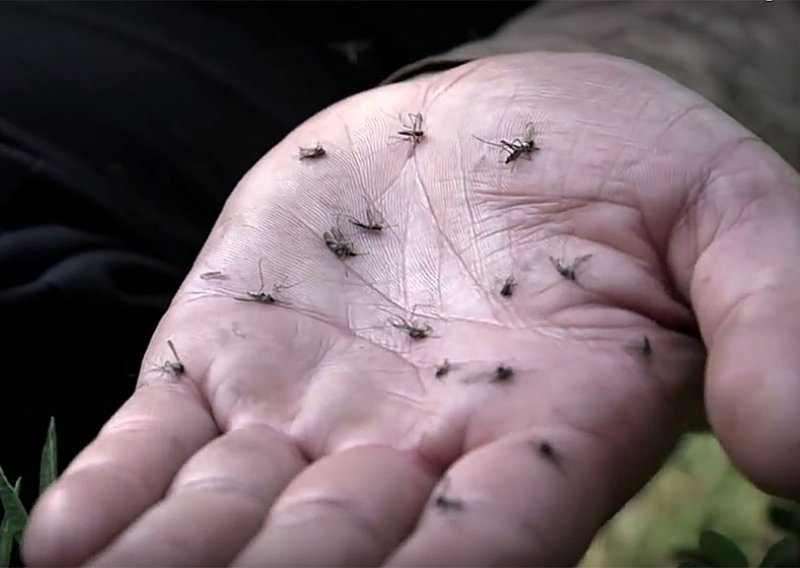 Golemi komarci osvajaju Arktik, a bit će sve gore