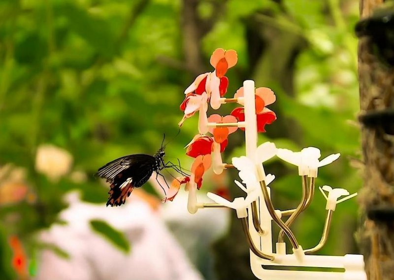 Kreativna Nizozemka smislila kako 3D tehnologijom hraniti pčele i leptire