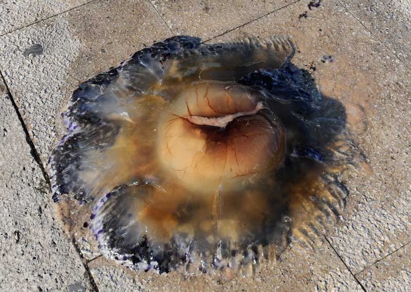 Kraj Šibenika uhvaćena golema meduza