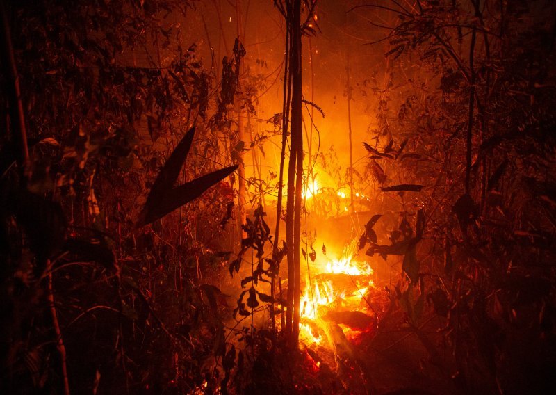 Najviše stablo u Amazoniji nije ugroženo požarima