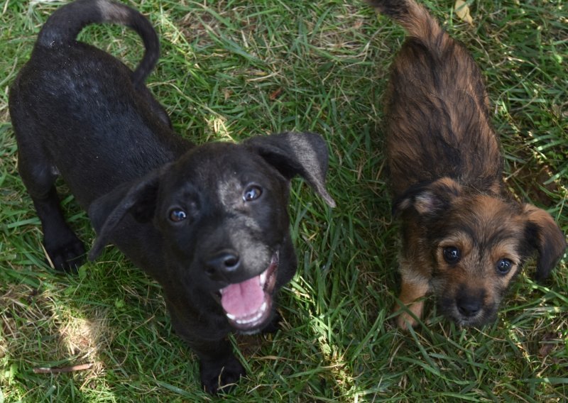 Prijatelji životinja: Strogom kontrolom do rjeđeg cijepljenja pasa