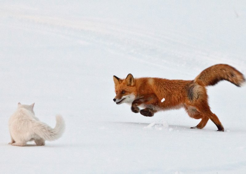 Samo u Rusiji: Mačka otjerala lisicu