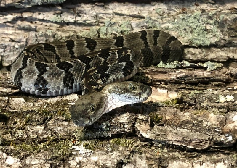 Znanstvenici spasili život dvoglavoj zmiji otrovnici