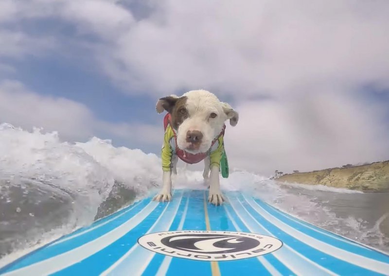 Surfajte s psom uz kalifornijsku obalu