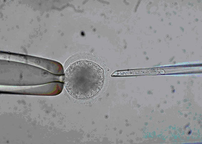 Klonirani embriji odraslih ljudi