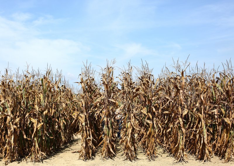 Proizvodnja kukuruza smanjena 8,7 posto, sve manje soje i suncokreta