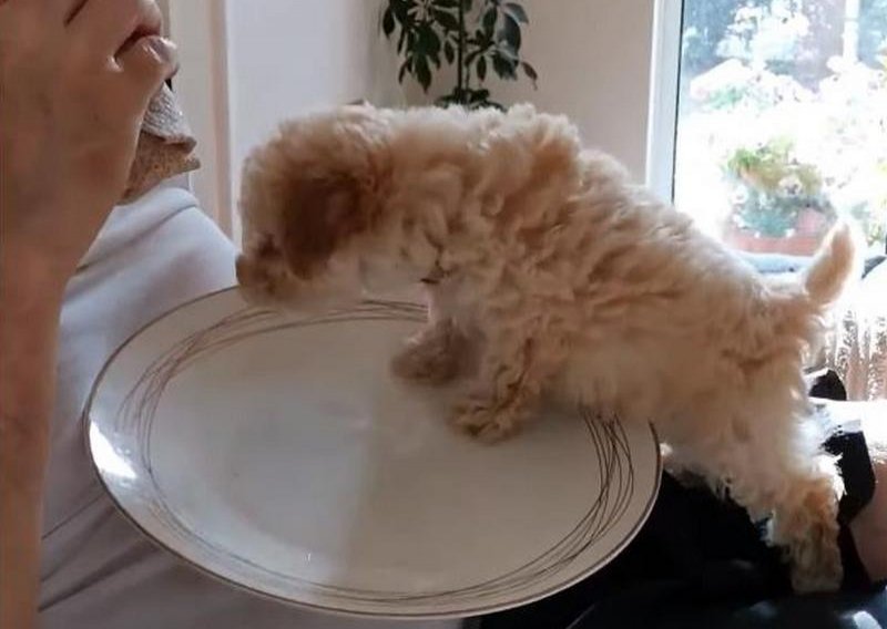Slatki psić popeo se vlasniku na tanjur