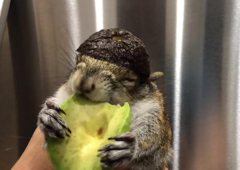 Neodoljiva vjeverica nosi kapicu dok jede avokado