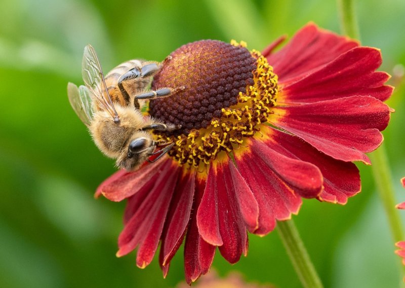 [VIDEO] Pčele trebaju i vašu pomoć, a evo kako im jednostavno možete pomoći